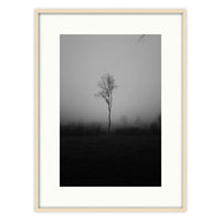 Lonely Tree