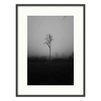 Lonely Tree